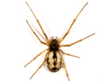 Microlinyphia pusilla